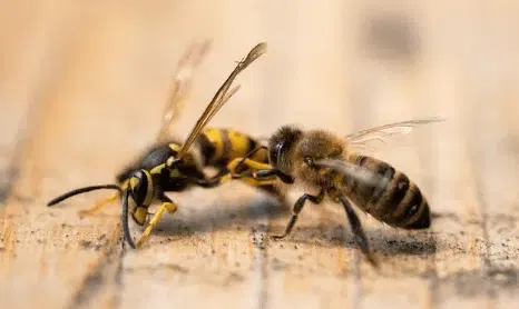 differenza api e vespe