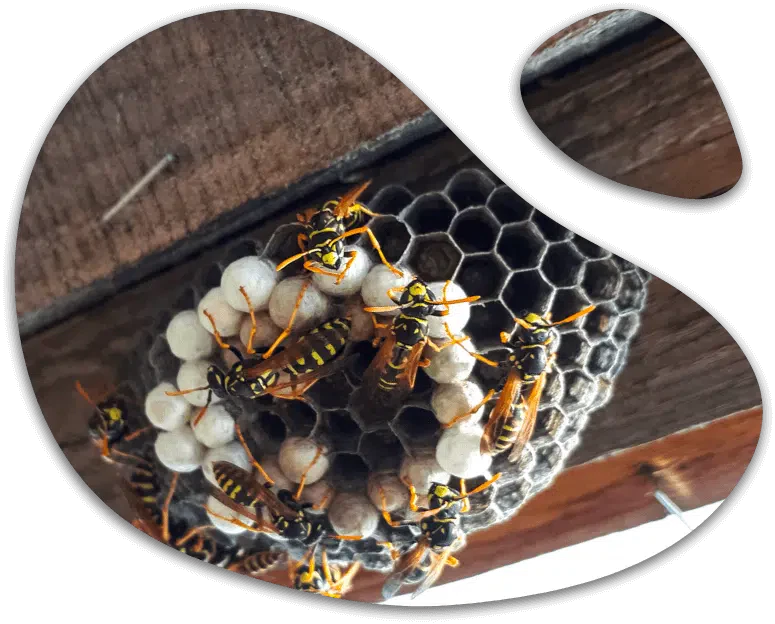 nido di vespe