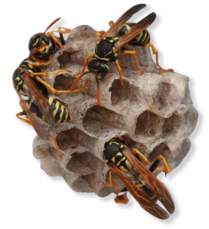 vespe e nido