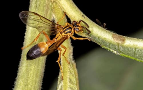 agelaia pallipes