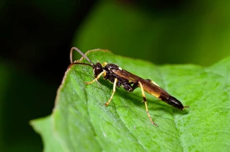 amblyteles armatorius