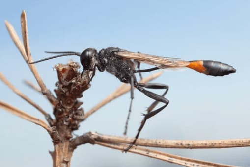 ammophila sabulosa