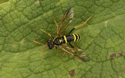 ancistrocerus gazella