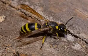 ancistrocerus nigricornis