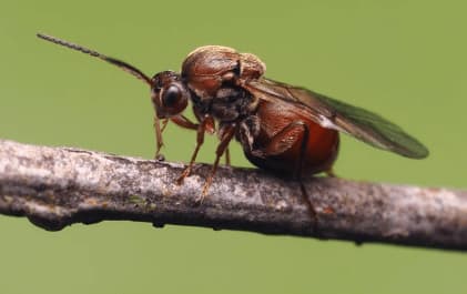 andricus kollari