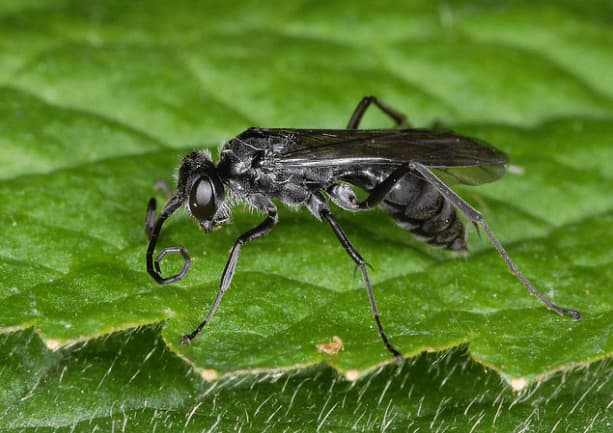 auplopus carbonarius