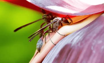 belonogaster juncea