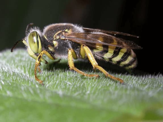 bembix rostrata