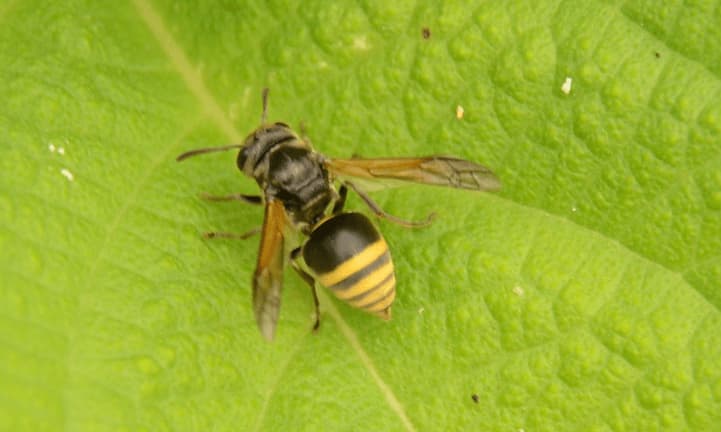 brachygastra mellifica