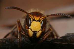Disinfestazione vespe Crema