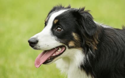 cane punto da vespa