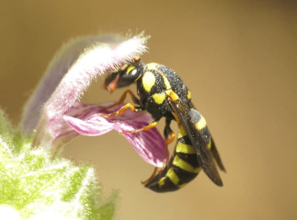 celonites abbreviatus