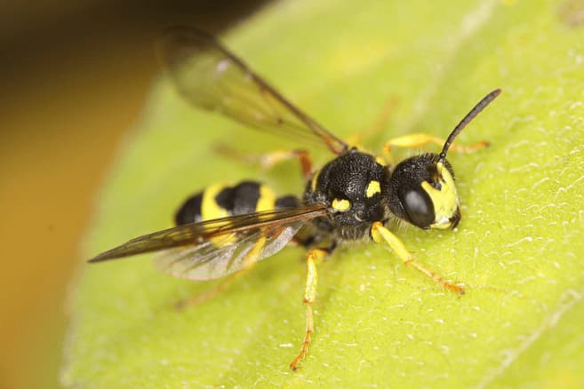 cerceris rybyensis