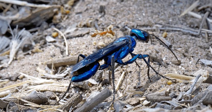 chlorion aerarium