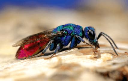 chrysis ignita