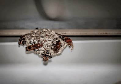 come eliminare le vespe dal condizionatore