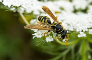 Disinfestazione vespe Formigine