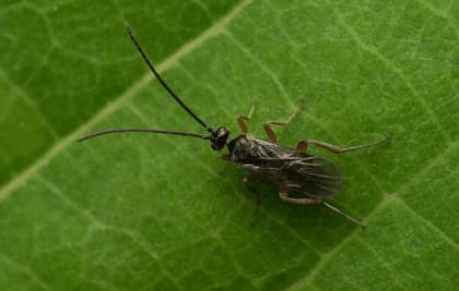 cotesia glomerata