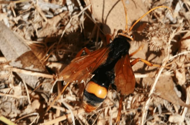 Scatto ravvicinato di un esemplare adulto di cryptocheilus bicolor
