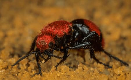 dasymutilla occidentalis