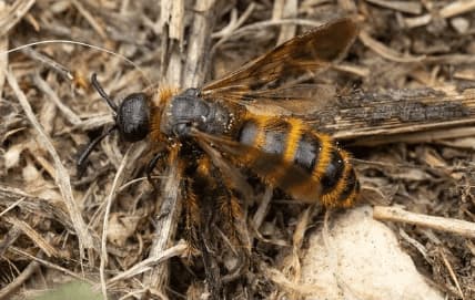 dasyscolia ciliata