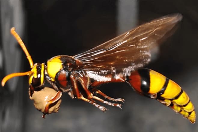 delta pyriforme