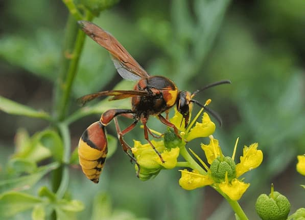delta unguiculatum