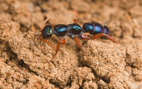 diamma bicolor