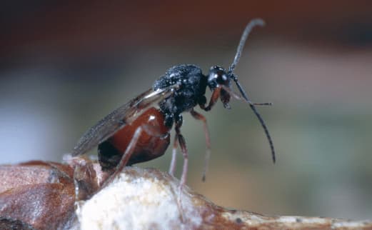 diplolepis rosae