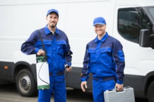 disinfestazione da vespe