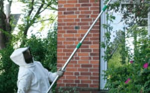 Disinfestazione vespe Asti