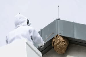 Disinfestazione vespe Biella