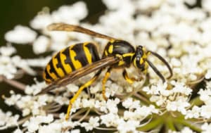 Disinfestazione vespe Varese