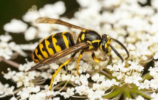 dolichovespula arenaria