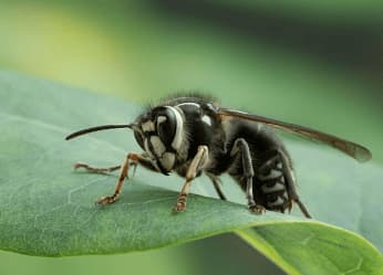 dolichovespula maculata