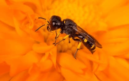 ectemnius continuus