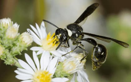 eumenes fraternus