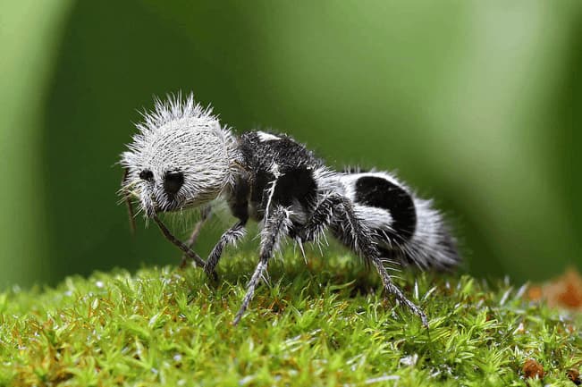 euspinolia militaris