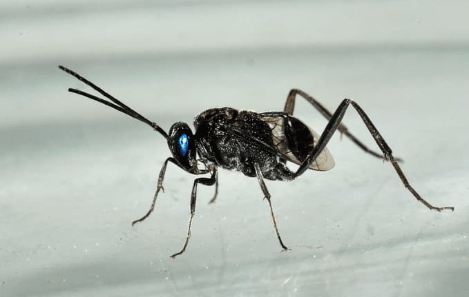 evania appendigaster