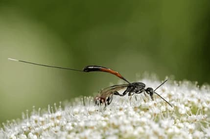 gasteruption jaculator