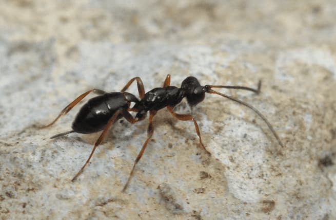 gelis agilis
