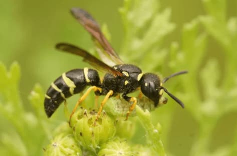 gymnomerus laevipes
