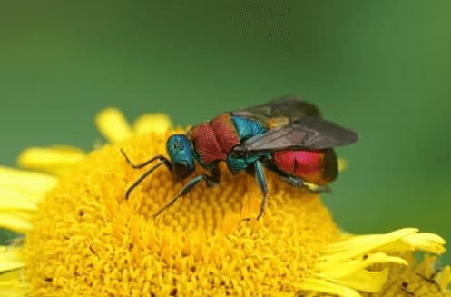 hedychrum nobile