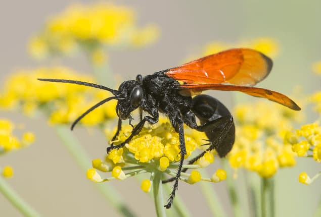 hemipepsis ustulata