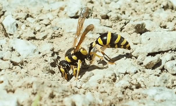 Scatto ravvicinato di un esemplare adulto di katamenes arbustorum