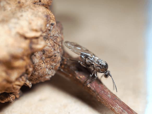 la andricus quercuscalicis