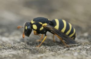 Disinfestazione vespe Menaggio