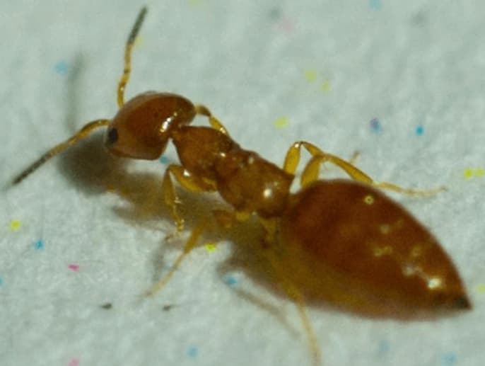 la cephalonomia gallicola