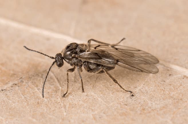 Scatto ravvicinato di un esemplare adulto di cynips quercusfolii
