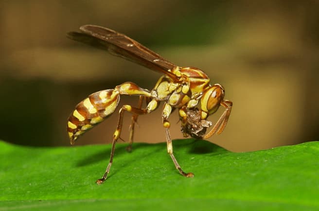 la parapolybia varia
